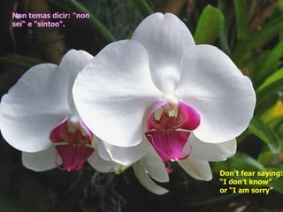 Non temas dicir: "non sei“ e "síntoo".   Don’t fear saying: “I don’t know” or “I am sorry” 