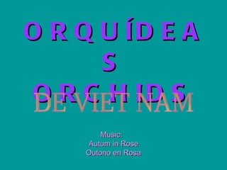 ORQUÍDEAS ORCHIDS Music:  Autum in Rose Outono en Rosa DE VIET NAM 