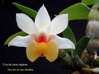 Ti es tal como respiras. You are as you breathe. 