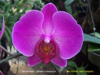 Sé honesto, gáñate o respecto.   Be honest, earn respect.  