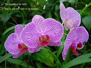 Tes dereito a ser feliz! You’ve got the right to be happy! 