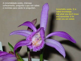 A inmortalidade existe, chámase coñecemento, pregunta o que non sabes e recórdao para cando te pregunten. Inmortality exists. It is called knowledge.  Ask what you don’t know and remember it for when you are asked. 