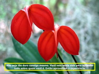 Não seja tão duro consigo mesmo. Você veio nesta vida para aprender
      tudo sobre quem você é. Então aproveitem a experiência.
 
