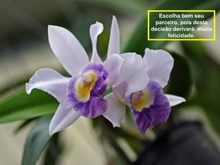 Escolha bem seu
 parceiro, pois desta
decisão derivará muita
      felicidade.
 