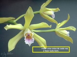 Fazer uma coisa de cada vez
 e fazer tudo bem.
 