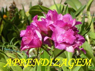 APRENDIZAGEM 