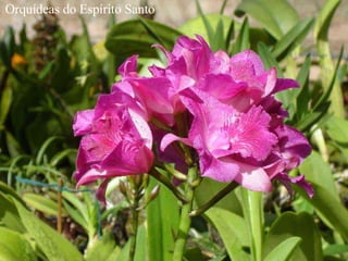 Orquídeas do Espírito Santo 