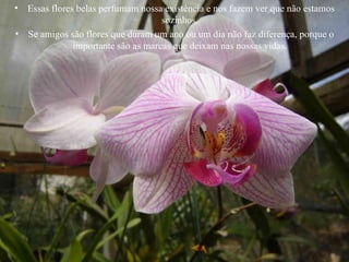 Essas flores belas perfumam nossa existência e nos fazem ver que não estamos sozinhos.  Se amigos são flores que duram um ano ou um dia não faz diferença, porque o importante são as marcas que deixam nas nossas vidas.  