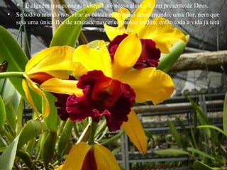 É alguém que consegue chegar até nossa alma... É um presente de Deus.  Se todo o mundo nos virar as costas e, no meio desse mundo, uma flor, nem que seja uma única flor de amizade nascer em nosso jardim, então toda a vida já terá valido a pena.  