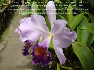 Um amigo é alguém que nunca nos deixa só, mesmo quando não pode estar presente, pois sabemos que um pedacinho do seu coração está conosco.  Um amigo é alguém que pensa na gente mesmo estando separado por mil mares...  É alguém por quem a gente sabe que vale a pena viver...  