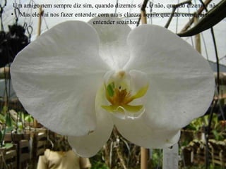 Um amigo nem sempre diz sim, quando dizemos sim, e não, quando dizemos não.  Mas ele vai nos fazer entender com mais clareza aquilo que não conseguimos entender sozinhos.  