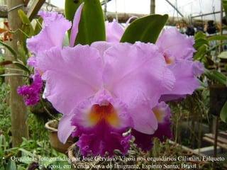 Orquídeas fotografadas por José Gervásio Viçosi nos orquidários Caliman, Falqueto e Viçosi, em Venda Nova do Imigrante, Espírito Santo, Brasil 