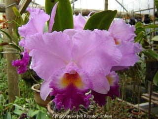 Apresentação por Renato Cardoso 