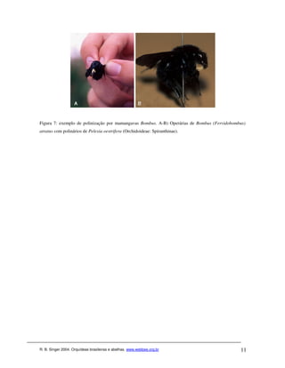 Figura 7: exemplo de polinização por mamangavas Bombus. A-B) Operárias de Bombus (Fervidobombus)
atratus com polinários de Pelexia oestrifera (Orchidoideae: Spiranthinae).




R. B. Singer 2004. Orquídeas brasileiras e abelhas. www.webbee.org.br                        11
 
