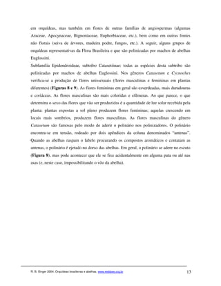 em orquídeas, mas também em flores de outras famílias de angiospermas (algumas
Araceae, Apocynaceae, Bignoniaceae, Euphorbiaceae, etc.), bem como em outras fontes
não florais (seiva de árvores, madeira podre, fungos, etc.). A seguir, alguns grupos de
orquídeas representativas da Flora Brasileira e que são polinizadas por machos de abelhas
Euglossini.
Subfamília Epidendroideae, subtribo Catasetiinae: todas as espécies desta subtribo são
polinizadas por machos de abelhas Euglossini. Nos gêneros Catasetum e Cycnoches
verifica-se a produção de flores unissexuais (flores masculinas e femininas em plantas
diferentes) (Figuras 8 e 9). As flores femininas em geral são esverdeadas, mais duradouras
e coriáceas. As flores masculinas são mais coloridas e efêmeras. Ao que parece, o que
determina o sexo das flores que vão ser produzidas é a quantidade de luz solar recebida pela
planta: plantas expostas a sol pleno produzem flores femininas; aquelas crescendo em
locais mais sombrios, produzem flores masculinas. As flores masculinas do gênero
Catasetum são famosas pelo modo de aderir o polinário nos polinizadores. O polinário
encontra-se em tensão, rodeado por dois apêndices da coluna denominados “antenas”.
Quando as abelhas raspam o labelo procurando os compostos aromáticos e contatam as
antenas, o polinário é ejetado no dorso das abelhas. Em geral, o polinário se adere no escuto
(Figura 8), mas pode acontecer que ele se fixe acidentalmente em alguma pata ou até nas
asas (e, neste caso, impossibilitando o vôo da abelha).




R. B. Singer 2004. Orquídeas brasileiras e abelhas. www.webbee.org.br                     13
 