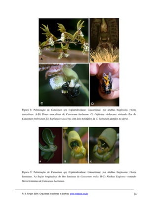 Figura 8: Polinização de Catasetum spp (Epidendroideae: Catasetiinae) por abelhas Euglossini. Flores
masculinas. A-B) Flores masculinas de Catasetum barbatum. C) Eufriesea violascens visitando flor de
Catasetum fimbriatum. D) Eufriesea violascens com dois polinários de C. barbatum aderidos no dorso.




Figura 9: Polinização de Catasetum spp (Epidendroideae: Catasetiinae) por abelhas Euglossini. Flores
femininas. A) Seção longitudinal de flor feminina de Catasetum trulla. B-C) Abelhas Euglossa visitando
flores femininas de Catasetum barbatum.



R. B. Singer 2004. Orquídeas brasileiras e abelhas. www.webbee.org.br                                 14
 