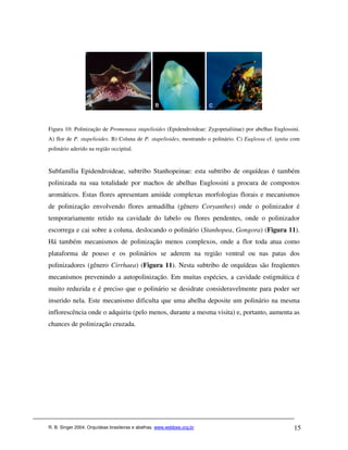 Figura 10: Polinização de Promenaea stapelioides (Epidendroideae: Zygopetaliinae) por abelhas Euglossini.
A) flor de P. stapelioides. B) Coluna de P. stapelioides, mostrando o polinário. C) Euglossa cf. ignita com
polinário aderido na região occipital.



Subfamília Epidendroideae, subtribo Stanhopeinae: esta subtribo de orquídeas é também
polinizada na sua totalidade por machos de abelhas Euglossini a procura de compostos
aromáticos. Estas flores apresentam amiúde complexas morfologias florais e mecanismos
de polinização envolvendo flores armadilha (gênero Coryanthes) onde o polinizador é
temporariamente retido na cavidade do labelo ou flores pendentes, onde o polinizador
escorrega e cai sobre a coluna, deslocando o polinário (Stanhopea, Gongora) (Figura 11).
Há também mecanismos de polinização menos complexos, onde a flor toda atua como
plataforma de pouso e os polinários se aderem na região ventral ou nas patas dos
polinizadores (gênero Cirrhaea) (Figura 11). Nesta subtribo de orquídeas são freqüentes
mecanismos prevenindo a autopolinização. Em muitas espécies, a cavidade estigmática é
muito reduzida e é preciso que o polinário se desidrate consideravelmente para poder ser
inserido nela. Este mecanismo dificulta que uma abelha deposite um polinário na mesma
inflorescência onde o adquiriu (pelo menos, durante a mesma visita) e, portanto, aumenta as
chances de polinização cruzada.




R. B. Singer 2004. Orquídeas brasileiras e abelhas. www.webbee.org.br                                   15
 
