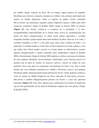 por abelhas Apidae coletoras de óleos. Há, no entanto, alguns gêneros de orquídeas
Oncidiinae que oferecem compostos aromáticos no labelo e são, portanto, polinizados por
machos de abelhas Euglossini. Todas as espécies do gênero Notylia (incluindo
Macroclinium) são polinizadas enquanto machos Euglossini raspam o labelo para obter
compostos aromáticos (Singer & Koehler 2003a, Singer & Sazima 2004, em prensa)
(Figura 12). Em Notylia, verifica-se a ocorrência de 1) protandria e 2) auto-
incompatibilidade (impossibilidade de se formar frutos através de autopolinização, por
aborto das flores autopolinizadas). As flores recém abertas apresentam a cavidade
estigmática fechada e podem apenas atuar como doadoras de pólen. Após uns 2 ou 3 dias, a
cavidade estigmática se abre e a flor pode agora atuar como receptora de pólen e ser
polinizada. As abelhas tendem a visitar todas as flores disponíveis em toda a planta e, visto
que ambas fases florais podem coexistir na mesma planta ou inflorescência, ocorrem
algumas autopolinizações e abortos induzidos pelos polinizadores (Singer & Koehler
2003a). Recentemente (Singer & Gerlach 2002) pudemos verificar a presença de polinários
de uma orquídea Oncidiinae (provisoriamente identificados como Rodrigueziopsis) no
primeiro par de patas de machos de Euglossa iophyrra. Através da análise de mais
polinários, bem como pela sua comparação com polinários de flores vivas, hoje se pode
afirmar que esses polinários pertencem na verdade a Warminga eugenii, uma pequena
Oncidiinae epífita, filogeneticamente muito próxima de Notylia. Ainda, pudemos verificar a
visita de machos de abelhas Euglossini em flores cultivadas de Macradenia paraense.
Macradenia é também filogeneticamente próximo de Notylia e, como ela, apresenta
protandria (Figura 12). Estes fatos sugerem que a polinização por machos de Euglossini
seja um fato generalizado em um clado de Oncidiinae composto por estes gêneros (Singer
& Koehler 2003a).




R. B. Singer 2004. Orquídeas brasileiras e abelhas. www.webbee.org.br                     17
 