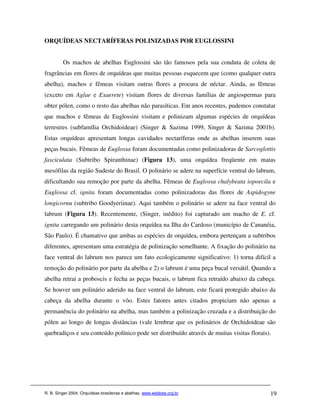 ORQUÍDEAS NECTARÍFERAS POLINIZADAS POR EUGLOSSINI


         Os machos de abelhas Euglossini são tão famosos pela sua conduta de coleta de
fragrâncias em flores de orquídeas que muitas pessoas esquecem que (como qualquer outra
abelha), machos e fêmeas visitam outras flores a procura de néctar. Ainda, as fêmeas
(exceto em Aglae e Exaerete) visitam flores de diversas famílias de angiospermas para
obter pólen, como o resto das abelhas não parasíticas. Em anos recentes, pudemos constatar
que machos e fêmeas de Euglossini visitam e polinizam algumas espécies de orquídeas
terrestres (subfamília Orchidoideae) (Singer & Sazima 1999, Singer & Sazima 2001b).
Estas orquídeas apresentam longas cavidades nectaríferas onde as abelhas inserem suas
peças bucais. Fêmeas de Euglossa foram documentadas como polinizadoras de Sarcoglottis
fasciculata (Subtribo Spiranthinae) (Figura 13), uma orquídea freqüente em matas
mesófilas da região Sudeste do Brasil. O polinário se adere na superfície ventral do labrum,
dificultando sua remoção por parte da abelha. Fêmeas de Euglossa chalybeata iopoecila e
Euglossa cf. ignita foram documentadas como polinizadoras das flores de Aspidogyne
longicornu (subtribo Goodyeriinae). Aqui também o polinário se adere na face ventral do
labrum (Figura 13). Recentemente, (Singer, inédito) foi capturado um macho de E. cf.
ignita carregando um polinário desta orquídea na Ilha do Cardoso (município de Cananéia,
São Paulo). É chamativo que ambas as espécies de orquídea, embora pertençam a subtribos
diferentes, apresentam uma estratégia de polinização semelhante. A fixação do polinário na
face ventral do labrum nos parece um fato ecologicamente significativo: 1) torna difícil a
remoção do polinário por parte da abelha e 2) o labrum é uma peça bucal versátil. Quando a
abelha retrai a proboscis e fecha as peças bucais, o labrum fica retraído abaixo da cabeça.
Se houver um polinário aderido na face ventral do labrum, este ficará protegido abaixo da
cabeça da abelha durante o vôo. Estes fatores antes citados propiciam não apenas a
permanência do polinário na abelha, mas também a polinização cruzada e a distribuição do
pólen ao longo de longas distâncias (vale lembrar que os polinários de Orchidoideae são
quebradiços e seu conteúdo polínico pode ser distribuído através de muitas visitas florais).




R. B. Singer 2004. Orquídeas brasileiras e abelhas. www.webbee.org.br                      19
 
