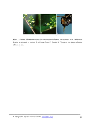 Figura 15: Abelhas Meliponini e Polystachya concreta (Epidendroideae: Polystachiinae). A-B) Operárias de
Trigona sp. coletando os tricomas do labelo das flores. C) Operária de Trigona sp. com alguns polinários
aderidos na face.




R. B. Singer 2004. Orquídeas brasileiras e abelhas. www.webbee.org.br                                23
 