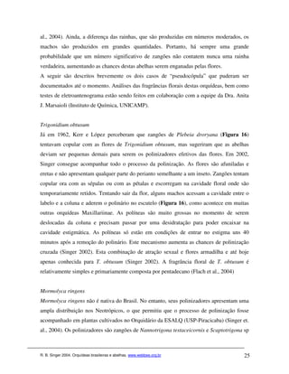 al., 2004). Ainda, a diferença das rainhas, que são produzidas em números moderados, os
machos são produzidos em grandes quantidades. Portanto, há sempre uma grande
probabilidade que um número significativo de zangões não contatem nunca uma rainha
verdadeira, aumentando as chances destas abelhas serem enganadas pelas flores.
A seguir são descritos brevemente os dois casos de “pseudocópula” que puderam ser
documentados até o momento. Análises das fragrâncias florais destas orquídeas, bem como
testes de eletroantenograma estão sendo feitos em colaboração com a equipe da Dra. Anita
J. Marsaioli (Instituto de Química, UNICAMP).


Trigonidium obtusum
Já em 1962, Kerr e López perceberam que zangões de Plebeia droryana (Figura 16)
tentavam copular com as flores de Trigonidium obtusum, mas sugeriram que as abelhas
deviam ser pequenas demais para serem os polinizadores efetivos das flores. Em 2002,
Singer consegue acompanhar todo o processo da polinização. As flores são afuniladas e
eretas e não apresentam qualquer parte do perianto semelhante a um inseto. Zangões tentam
copular ora com as sépalas ou com as pétalas e escorregam na cavidade floral onde são
temporariamente retidos. Tentando sair da flor, alguns machos acessam a cavidade entre o
labelo e a coluna e aderem o polinário no escutelo (Figura 16), como acontece em muitas
outras orquídeas Maxillariinae. As políneas são muito grossas no momento de serem
deslocadas da coluna e precisam passar por uma desidratação para poder encaixar na
cavidade estigmática. As políneas só estão em condições de entrar no estigma uns 40
minutos após a remoção do polinário. Este mecanismo aumenta as chances de polinização
cruzada (Singer 2002). Esta combinação de atração sexual e flores armadilha e até hoje
apenas conhecida para T. obtusum (Singer 2002). A fragrância floral de T. obtusum é
relativamente simples e primariamente composta por pentadecano (Flach et al., 2004)


Mormolyca ringens
Mormolyca ringens não é nativa do Brasil. No entanto, seus polinizadores apresentam uma
ampla distribuição nos Neotrópicos, o que permitiu que o processo de polinização fosse
acompanhado em plantas cultivados no Orquidário da ESALQ (USP-Piracicaba) (Singer et.
al., 2004). Os polinizadores são zangões de Nannotrigona testaceicornis e Scaptotrigona sp



R. B. Singer 2004. Orquídeas brasileiras e abelhas. www.webbee.org.br                  25
 