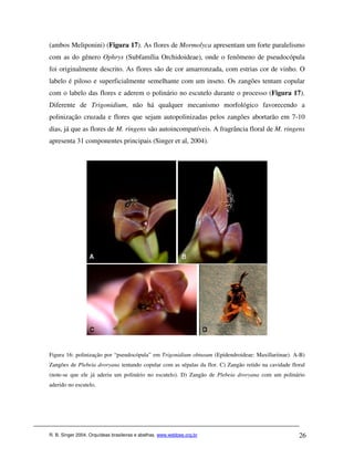 (ambos Meliponini) (Figura 17). As flores de Mormolyca apresentam um forte paralelismo
com as do gênero Ophrys (Subfamília Orchidoideae), onde o fenômeno de pseudocópula
foi originalmente descrito. As flores são de cor amarronzada, com estrias cor de vinho. O
labelo é piloso e superficialmente semelhante com um inseto. Os zangões tentam copular
com o labelo das flores e aderem o polinário no escutelo durante o processo (Figura 17).
Diferente de Trigonidium, não há qualquer mecanismo morfológico favorecendo a
polinização cruzada e flores que sejam autopolinizadas pelos zangões abortarão em 7-10
dias, já que as flores de M. ringens são autoincompatíveis. A fragrância floral de M. ringens
apresenta 31 componentes principais (Singer et al, 2004).




Figura 16: polinização por “pseudocópula” em Trigonidium obtusum (Epidendroideae: Maxillariinae). A-B)
Zangões de Plebeia droryana tentando copular com as sépalas da flor. C) Zangão retido na cavidade floral
(note-se que ele já aderiu um polinário no escutelo). D) Zangão de Plebeia droryana com um polinário
aderido no escutelo.




R. B. Singer 2004. Orquídeas brasileiras e abelhas. www.webbee.org.br                                26
 