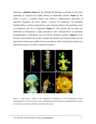 denomina-se polinário (Figura 3). Na subfamília Orchidoideae as políneas são de textura
quebradiça ou compostas por grande número de subunidades menores (Figura 3). Em
ambos os casos, o conteúdo polínico das políneas é gradativamente depositado na
superfície estigmática das flores durante o processo de polinização. Na subfamília
Epidendroideae, as políneas apresentam-se como estruturas globosas de consistência cerosa
ou cartilaginosa, que não se fragmentam (Figura 3). Vale salientar que nas outras três
subfamílias de Orchidaceae o pólen apresenta-se solto (Apostasioideae) ou aglutinado
(Cypripedioideae, Vanilloideae), mas sem formar verdadeiras políneas (Figuras 1 e 3).
Devemos ainda salientar que existem exemplos de orquídeas que formam políneas que não
apresentam estruturas que coadjuvem na sua remoção da coluna. Estas políneas aderem nos
polinizadores graças a secreções originadas no gineceu.




Figura 3: aspecto geral e coluna em três subfamílias de Orchidaceae. A-B) Phragmipedium vittatum
(Cypripedioideae). C-D) Sarcoglottis ventricosa (Orchidoideae). E-F) Oncidium sp (Epidendroideae). E) Flor
de Oncidium cognauxianum. F) Coluna de Oncidium flexuosum.




R. B. Singer 2004. Orquídeas brasileiras e abelhas. www.webbee.org.br                                  3
 