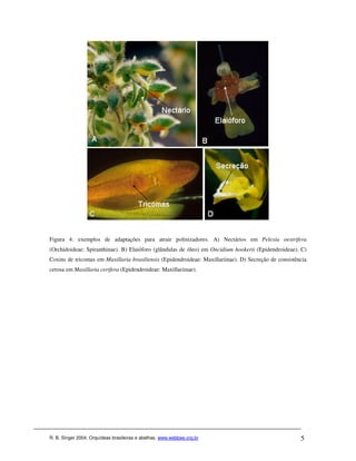 Figura 4: exemplos de adaptações para atrair polinizadores. A) Nectários em Pelexia oestrifera
(Orchidoideae: Spiranthinae). B) Elaióforo (glândulas de óleo) em Oncidium hookerii (Epidendroideae). C)
Coxins de tricomas em Maxillaria brasiliensis (Epidendroideae: Maxillariinae). D) Secreção de consistência
cerosa em Maxillaria cerifera (Epidendroideae: Maxillariinae).




R. B. Singer 2004. Orquídeas brasileiras e abelhas. www.webbee.org.br                                  5
 