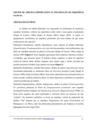 GRUPOS DE ABELHAS IMPORTANTES NA POLINIZAÇÃO DE ORQUÍDEAS
NATIVAS


ABELHAS HALICTIDAE


         As abelhas da família Halictidae são importantes na polinização de numerosas
orquídeas brasileiras, embora sua importância tenha vindo à tona apenas recentemente
(Singer & Cocucci 1999a, Singer & Sazima 2001a, Singer 2003). A seguir, os
agrupamentos taxonômicos de orquídeas polinizados por estas abelhas de que temos
conhecimento até o presente:
Subfamília Orchidoideae, subtribo Spiranthinae: vários gêneros de abelhas Halictidae
(Augochloropsis, Pseudoaugochlora, etc.) tem sido documentados como polinizadores das
flores de orquídeas terrestres do gênero Cyclopogon (Singer & Cocucci 1999a, Singer &
Sazima 1999) (Figura 5). Estas orquídeas apresentam flores modestas, tubulosas e branco-
esverdeadas, que oferecem néctar. O polinário destas orquídeas se adere na superfície
ventral do labrum destas abelhas enquanto estas tentam sugar o néctar secretado por
nectários presentes no labelo, logo embaixo da coluna (Figura 5).
Subfamília Orchidoideae, subtribo Prescottinae: abelhas do gênero Augochloropsis foram
encontradas polinizando as minúsculas flores de Prescottia densiflora Lindl. (Singer &
Cocucci 1999a, Singer & Sazima 2001a). Estas flores apresentam uma coloração branca ou
branco-rosada e também produzem néctar. As flores depositam os polinários na superfície
ventral da probóscide das abelhas.
Subfamília Epidendroideae, subtribo Angraeciinae: abelhas do gênero Pseudoaugochlora
(P. gramínea) polinizam as flores de Campylocentrum aromaticum, uma orquídea
monopodial bastante freqüente nas florestas com Araucaria (Singer & Cocucci 1999a). As
flores desta orquídea são muito perfumadas e oferecem néctar em estruturas de tipo
“esporão”. Os diminutos polinários se fixam na superfície ventral da probóscide das
abelhas. Vale salientar que as orquídeas Angraeciinae são muito diversificadas no
Madagascar e na África, onde são polinizadas principalmente por mariposas da família
Sphingidae (Van der Cingel 2001).




R. B. Singer 2004. Orquídeas brasileiras e abelhas. www.webbee.org.br                 6
 
