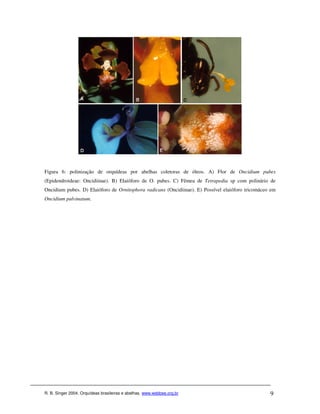 Figura 6: polinização de orquídeas por abelhas coletoras de óleos. A) Flor de Oncidium pubes
(Epidendroideae: Oncidiinae). B) Elaióforo de O. pubes. C) Fêmea de Tetrapedia sp com polinário de
Oncidium pubes. D) Elaióforo de Ornitophora radicans (Oncidiinae). E) Possível elaióforo tricomáceo em
Oncidium pulvinatum.




R. B. Singer 2004. Orquídeas brasileiras e abelhas. www.webbee.org.br                              9
 