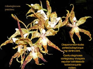 Desparrama en todas partes la alegría que hay dentro de ti.  Que tu alegría sea contagiosa y viva para expulsar la tristeza de todos los que te rodean.  