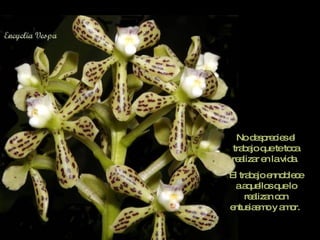 No desprecies el trabajo que te toca realizar en la vida.  El trabajo ennoblece a aquellos que lo realizan con entusiasmo y amor.  