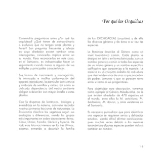 19
Convendría preguntarse antes ¿Por qué las
orquídeas? ¿Qué tienen de extraordinario
o exclusivo que no tengan otras plantas y
flores? Son preguntas frecuentes y añejas
en cuyo alrededor existen también otras
interrogantes, conocerlas implica entrar en
su mundo. Para reconocerlas en este caso,
en el Santuario, es indispensable hacer un
seguimiento cuando menos a algunas de sus
múltiples y principales características.
Sus formas de crecimiento y propagación,
la intrincada e insólita conformación del
aparato reproductor, la particular convivencia
y simbiosis de semillas y raíces, así como su
delicada dependencia del medio ambiente
obligan a describir con mayor detalle a estas
plantas.
Con la dispensa de botánicos, biólogos y
entendidos en la materia, conviene recordar
nuestras primeras lecciones de naturaleza. La
Taxonomía clasifica los vegetales según sus
analogías y diferencias, siendo los grupos
más importantes en orden decreciente: Reino,
Clase, Orden, Familia, Género y Especie. De
toda esta lista nos interesa ver los tres últimos,
estamos entrando a describir la familia
de las ORCHIDACEAE (orquídea) y de ella
los diversos géneros y de éstos a su vez las
especies.
La Botánica describe al Género como un
nivel taxonómico común. Cada planta se
designa en latín o en forma latinizada, con un
nombre genérico común a todas las especies
de un mismo género y un nombre específico
calificativo que caracteriza a la especie. La
especie es un conjunto aislado de individuos
que descienden unos de otros o que proceden
de padres comunes y que se parecen tanto
entre sí como a sus progenitores.
Para objetivizar esta descripción, tomemos
como ejemplo al Género Masdevallia, de la
que existen alrededor de 470 especies en
el mundo, entre ellas la M. veitchiana, M.
barlaeana, M. davisii, y otras existentes en
el Santuario.
Es necesario puntualizar que para identificar
una especie se requieren serios y delicados
estudios, siendo difícil afirmar conclusiones;
pues muchas veces debido a los avances
taxonómicos algunas especies pueden incluso
cambiar de nombre.
Por qué las Orquídeas
 