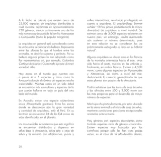 20
A la fecha se calcula que existen cerca de
25,000 especies de orquídeas distribuidas a
nivel mundial, repartidas en aproximadamente
750 géneros, siendo curiosamente una de las
más numerosas después de la familia Asteraceae
o Compuestas (como la popular margarita).
La orquídea en general está considerada como
la unión entre la ciencia y la belleza. Representa
entre las plantas lo que el hombre entre los
animales, es decir lo supremo y perfecto. Por su
belleza algunos países la han adoptado como
flor representativa así, por ejemplo, Colombia
Cattleya dowiana y Guatemala Lycaste skinneri
variedad alba.
Hay zonas en el mundo que cuentan con
a penas 4 o 5 especies y otras como la
Amazonia donde el número de especies resulta
inescrutable. Muchas veces en un solo árbol
se encuentran más ejemplares y especies de lo
que puede hallarse en todo un país del otro
lado del mundo.
En Australia existe una especie subterránea
única (Rhizanthella gardneri). Entre las zonas
donde se desconoce aún la gran variedad
y cantidad de orquídeas, está el Perú. En su
territorio se encuentran 84 de las l04 zonas de
vida identificadas en el planeta.
Los innumerables ecosistemas que esto significa
se encuentran distribuidos y dispersos en
selva baja o Amazonía, selva alta o ceja de
selva y la serranía con altiplanicies, punas y
valles interandinos; resultando privilegiado en
cuanto a orquídeas. El orquideólogo Bennett
señala: “El Perú posee probablemente la mayor
diversidad de orquídeas a nivel mundial. Se
estiman cerca de 3,000 especies existentes en
nuestro país; sin embargo, resulta aventurado
aún sostener un número determinado, pues
en esta relación no se consideran las ya
prácticamente extinguidas o raras en su hábitat
natural”.
Algunas orquídeas se ubican sólo en los flancos
de la montaña orientados hacia el este, otras
sólo hacia el oeste, muchas en las umbrías y,
finalmente, en ambos flancos. Existen a 4,500
msnm, como algunas especies de Myrosmodes
y Altensteinia, así como a nivel del mar,
deshaciendo la creencia generalizada de que
estas plantas son propias de la Amazonia.
Podría señalarse que las zonas de ceja de selva
y las altitudes entre 500 y 3,000 msnm son
las más propicias para el desarrollo de mayor
número de especies.
Machupicchu particularmente, por estar ubicado
en la sierra terminal y el inicio de ceja de selva,
mantiene condiciones peculiares excepcionales
anotadas anteriormente.
Hay géneros con especies abundantes como
también especies raras de géneros conocidos.
Existen especies muy buscadas por los
científicos porque sólo las han visto pocas
veces, es el caso de la Masdevallia davisii,
 