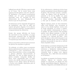 21
hallada hace m6s de 100 años y reencontrada
en el Cusco. De la misma forma otras
especies de éste género como M. welischii,
M. barlaeana, y otra especie recientemente
hallada por el autor provisionalmente
bautizada como M. karineae (?) para
diferenciarlas de otras Masdevallia sp
(licencia que me he permitido).
En el Santuario se han registrado 30 especies
de Epidendrum, pero sólo se halló una
especie del género Anguloa. En la relación
que se incluye en este libro, se podrá apreciar
comparativamente las diferencias.
Existen dos grupos definidos de formas
de crecimiento en las orquídeas; un grupo
denominado simpodial (que se desarrolla
por retoños a los costados), y otro llamado
monopodial (que desarrolla en un solo pie).
Esta es una primera condición para reconocer
las plantas de orquídeas en general.
Sin embargo, en ambos casos se presentan
plantas aparentemente similares por sus hojas,
conformación y otras características, pero
tienen flores disímiles e incluso corresponden
a géneros diferentes desconcertando al
observador. Por esto se debe examinar la
planta completa, incluyendo detalles de
flores, hojas, pseudobulbo (que .no todas
tienen), raíz, semilla, ubicación, posición con
respecto al sol, altitud, época de floración
y muchos otros detalles importantes para el
estudio taxonómico.
En la conformación y distribución de las hojas
también se presentan notorias diferencias según
el género. Hay de hojas carnosas, coriáseas,
suaves, de aspecto como de gramínea, o
parecido a los de la cebolla; con venas
pronunciadas o sin ellas, largas, ovaladas
e incluso redondas; abanicadas, alternas
y otras que es necesario tomar en cuenta.
Algunas especies crecen en tierra (terrestres);
sobre rocas (litofitas); otras únicamente se
ubican en los árboles (epifitas); muchas entre
el musgo abundante, en troncos o piedras,
así como también indistintamente en tierra o
en árboles. Se suele confundir a las orquídeas
epifitas como plantas parásitas; se trata de
un error pues las epifitas en general, sean
orquídeas o no, requieren del árbol · como
punto de apoyo y otras condiciones pero no se
nutren ni alimentan de él, como sí lo hacen las
parásitas succionando la savia de su anfitrión
hasta aniquilarlo incluso.
Existen plantas cuyo tamaño sobrepasa los 4.50
metros de altura como las especies Sobralia
dichotoma y Epidendrum bambusiforme, y
otras que apenas alcanzan los 5 centímetros
incluyendo hojas y espiga como algunas
Myrosmodes, Aa y .Stelis entre otras existentes
en el Santuario.
Las plantas se presentan de diversas maneras:
solitarias, algunas en conjuntos puros,
también en asociación con plantas de otras
familias, generalmente Begonia, Peperomia, y
Tillandsia, integrando comunidades bióticas así
 