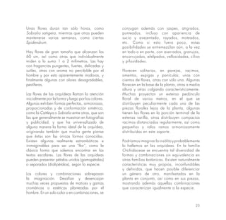 23
Unas flores duran tan sólo horas, como
Sobralio satigera, mientras que otras pueden
mantenerse varias semanas, como ciertas
Epidendrum.
Hay flores de gran tamaño que alcanzan los
60 cm, así como otras que individualmente
miden a lo sumo 1 a 2 milímetros. Las hay
con fragancias pungentes, fuertes, delicadas y
sutiles, otras con aroma no percibible por el
hombre y por esto aparentemente inodoras, y
finalmente algunas con olores desagradables,
pestíferas.
Las flores de las orquídeas llaman la atención
inicialmente por la forma y luego por los colores.
Algunas exhiben formas perfectas, armoniosas,
proporcionadas y de conformación simétrica,
como la Cattleya o Sobralio entre otras, que son
las que generalmente se muestran en fotografías
y publicidad, y que ha universalizado de
alguna manera la forma ideal de la orquídea,
originando también que mucha gente piense
que éstas son las únicas formas conocidas.
Existen algunas realmente estrambóticas e
inimaginables para ser una “flor”, como la
clásica forma que solemos encontrar en los
textos escolares. Las flores de las orquídeas
pueden presentar pétalos unidos (gamopétalas)
o separados (dialipétalas), según la especie.
Los colores y combinaciones sobrepasan
la imaginación. Desafían y desencajan
muchas veces propuestas de matices y gamas
cromáticas o estéticas planteadas por el
hombre. En un solo color o en combinaciones, se
conjugan además con jaspes, atigrados,
punteados, incluso con apariencia de
sucio y avejentado, rayados, moteados,
etc. Como si esto fuera poco, estas
posibilidades se entremezclan aún, a la vez
en todo o en parte, con aserrados, granujas,
encarrujados, afelpados, vellosidades, cilios
y pilosidades.
Florecen solitarias, en parejas, racimos,
amentos, espigas y panículas; unas con
cientos de flores, otras con sólo una. Algunas
florecen en la base de la planta, otras a media
altura y otras colgando característicamente.
Muchas proyectan un extenso pedúnculo
floral de varios metros, en el que se
distribuyen peculiarmente cada una de las
piezas florales lejos de la planta, algunas
tienen las flores en la porción terminal de la
extensa varilla, otras distribuyen compactos
racimos distanciados regularmente, así como
pequeños y ralos ramos armoniosamente
distribuidos en este soporte.
Podríamos imaginar lo insólito y probablemente
lo hallemos en las orquídeas. En la familia
Orchidaceae se encuentra tal diversidad de
formas y combinaciones sin equivalencia en
otras familias botánicas. Existen naturalmente
características muy propias, inconfundibles
y definidas, que hacen posible diferenciar
un género de otro, manifestadas en la
planta en conjunto, así como en sus piezas,
mostrando además aquellas combinaciones
que caracterizan igualmente a la especie.
 