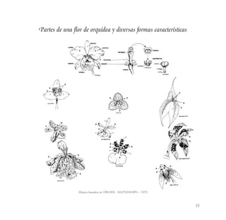 25
Partes de una flor de orquídea y diversas formas características
Dibujos basados en ORCHIDS - SHUTTLEWORTH - 1970
 