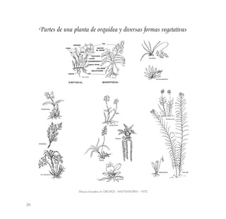 26
Partes de una planta de orquídea y diversas formas vegetativas
Dibujos basados en ORCHIDS - SHUTTLEWORTH - 1970
 