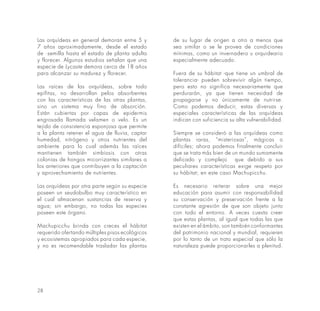 28
Las orquídeas en general demoran entre 5 y
7 años aproximadamente, desde el estado
de ·semilla hasta el estado de planta adulta
y florecer. Algunos estudios señalan que una
especie de Lycaste demora cerca de 18 años
para alcanzar su madurez y florecer.
Las raíces de las orquídeas, sobre todo
epífitas, no desarrollan pelos absorbentes
con las características de las otras plantas,
sino un sistema muy fino de absorción.
Están cubiertas por capas de epidermis
engrosada llamada velamen o velo. Es un
tejido de consistencia esponjosa que permite
a la planta retener el agua de lluvia, captar
humedad, nitrógeno y otros nutrientes del
ambiente para lo cual además las raíces
mantienen también simbiosis con otras
colonias de hongos micorrizantes similares a
los anteriores que contribuyen a la captación
y aprovechamiento de nutrientes.
Las orquídeas por otra parte según su especie
poseen un seudobulbo muy característico en
el cual almacenan sustancias de reserva y
agua; sin embargo, no todas las especies
poseen este órgano.
Machupicchu brinda con creces el hábitat
requerido ofertando múltiples pisos ecológicos
y ecosistemas apropiados para cada especie,
y no es recomendable trasladar las plantas
de su lugar de origen a otro a menos que
sea similar o se le provea de condiciones
mínimas, como un invernadero u orquideario
especialmente adecuado.
Fuera de su hábitat -que tiene un umbral de
tolerancia- pueden sobrevivir algún tiempo,
pero esto no significa necesariamente que
perdurarán, ya que tienen necesidad de
propagarse y no únicamente de nutrirse.
Como podemos deducir, estas diversas y
especiales características de las orquídeas
indican con suficiencia su alta vulnerabilidad.
Siempre se consideró a las orquídeas como
plantas raras, “misteriosas”, mágicas o
difíciles; ahora podemos finalmente concluir
que se trata más bien de un mundo sumamente
delicado y complejo que debido a sus
peculiares características exige respeto por
su hábitat; en este caso Machupicchu.
Es necesario reiterar sobre una mejor
educación para asumir con responsabilidad
su conservación y preservación frente a la
constante agresión de que son objeto junto
con todo el entorno. A veces cuesta creer
que estas plantas, al igual que todas las que
existen en el ámbito, son también conformantes
del patrimonio nacional y mundial, requieren
por lo tanto de un trato especial que sólo la
naturaleza puede proporcionarles a plenitud.
 