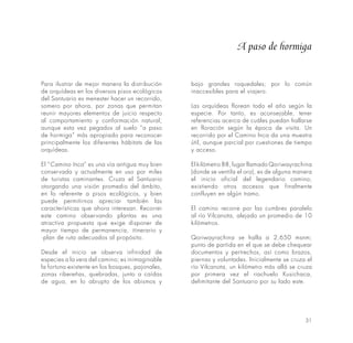 31
Para ilustrar de mejor manera la distribución
de orquídeas en los diversos pisos ecológicos
del Santuario es menester hacer un recorrido,
somero por ahora, por zonas que permitan
reunir mayores elementos de juicio respecto
al comportamiento y conformación natural;
aunque esta vez pegados al suelo “a paso
de hormiga” más apropiado para reconocer
principalmente los diferentes hábitats de las
orquídeas.
El “Camino Inca” es una vía antigua muy bien
conservada y actualmente en uso por miles
de turistas caminantes. Cruza el Santuario
otorgando una visión promedio del ámbito,
en lo referente a pisos ecológicos, y bien
puede permitirnos apreciar también las
características que ahora interesan. Recorrer
este camino observando plantas es una
atractiva propuesta que exige disponer de
mayor tiempo de permanencia, itinerario y
·plan de ruta adecuados al propósito.
Desde el inicio se observa infinidad de
especies a la vera del camino; es inimaginable
la fortuna existente en los bosques, pajonales,
zonas ribereñas, quebradas, junto a caídas
de agua, en lo abrupto de los abismos y
bajo grandes roquedales; por lo común
inaccesibles para el viajero.
Las orquídeas florean todo el año según la
especie. Por tanto, es aconsejable, tener
referencias acerca de cuáles puedan hallarse
en floración según la época de visita. Un
recorrido por el Camino Inca da una muestra
útil, aunque parcial por cuestiones de tiempo
y acceso.
El kilómetro 88, lugar llamado Qoriwayrachina
(donde se ventila el oro), es de alguna manera
el inicio oficial del legendario camino;
existiendo otros accesos que finalmente
confluyen en algún tramo.
El camino recorre por las cumbres paralelo
al río Vilcanota, alejado un promedio de 10
kilómetros.
Qoriwayrachina se halla a 2,650 msnm;
punto de partida en el que se debe chequear
documentos y pertrechos, así como brazos,
piernas y voluntades. Inicialmente se cruza el
río Vilcanota, un kilómetro más allá se cruza
por primera vez el riachuelo Kusichaca,
delimitante del Santuario por su lado este.
A paso de hormiga
 