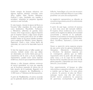 32
Existen rezagos de bosques arbustivos con
algunas especies arbóreas conocidas como
Alnus, Juglans, Piper, Tecoma, Delostoma,
Erythrina y otras, mezclados con capulíes y
eucaliptos, refugiados en pequeñas aguadas
cercanas a este riachuelo.
En este trayecto, durante la época de lluvias es
frecuente hallar orquídeas de varios géneros
como Epidendrum, Pleurothallis, Trichoceros,
y Altensteinia, adheridas en grandes áreas
rocosas, entre musgo escaso y algunos líquenes
que se muestran resecos y algo rojizos durante
la sequía. En buena parte de la ruta se hallan
también fijadas en los pocos árboles existentes
junto a especies de Tillandsia, Usnea, Begonia,
Peperomia, Oxalis y otras, incluso dentro de
matorrales, así como en los desniveles hacia el
río.
Si bien las especies que se hallen pueden ser
comunes, también existen otras que deben
ser observadas con mucho interés pues por lo
característico de la zona y el piso ecológico
representativo, pueden existir varias especies
endémicas; situación que se repite frecuentemente
Arbustos y ralos bosques arbóreos enmarcan
el camino ascendente; se cruza por segunda
vez el Kusichaca siguiendo el camino por el
lado derecho de la quebrada, llegando a la
comunidad campesina de Wayllabamba a
3,300 msnm a 7 kilómetros de Qoriwayrachina.
A partir de Wayllabamba, el camino asciende
por la quebrada derecha paralelo al riachuelo
Llullucha, hasta llegar a la zona de encuentro
con su tributario llamado Wayruro cuyas orillas
posibilitan una zona de acampamiento.
La vegetación representativa ya alterada se
concentra mayormente junto al río conformando
un piso peculiar.
A partir de este lugar, continúa el ascenso
un tanto más cerca del riachuelo Llullutha.
El trayecto ofrece evidencias de un notorio
cambio en la vegetación debido a la humedad
concentrada y retenida en la quebrada.
Sostiene un ecosistema con bosques peculiares
compuestos principalmente por Myrcianthes,
Alnus, Escallbnia, Styloceras y Cornus entre
otros.
Hacen su aparición varias especies propias
de este sector entre los géneros Epidendrum,
Stenoptera, Altensteinia, Odontoglossum
y Oncidium. Se destacan especies aún
en investigación, plantas que se hallan
mayormente entre la parte rala del bosque,
sobre rocas y en la copa de los árboles.
Muchas de las orquídeas de esta zona son de
planta pequeña y demandan por tanto mayor
atención y acuciosidad.
Casi repentinamente, el bosque se ralea
reduciéndose a pequeños arbustos y concluye
a medida que se llega a la zona plana
y abierta. Ya próximo al abra de Warmi-
wañusqa –punto más alto del camino–
(4,250 msnm.) predomina la presencia
de gramíneas acompañadas por plantas
 