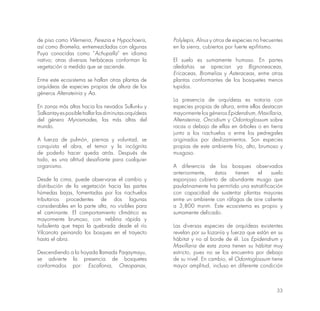 33
de piso como Werneria, Perezia e Hypochoeris,
así como Bromelia, entremezcladas con algunas
Puya conocidas como “Achupalla” en idioma
nativo; otras diversas herbáceas conforman la
vegetación a medida que se asciende.
Entre este ecosistema se hallan otras plantas de
orquídeas de especies propias de altura de los
géneros Altensteinia y Aa.
En zonas más altas hacia los nevados Sullunku y
Salkantay es posible hallar las diminutas orquídeas
del género Myrosmodes, las más altas del
mundo.
A fuerza de pulmón, piernas y voluntad, se
conquista el abra, el temor y la incógnita
de poderlo hacer queda atrás. Después de
todo, es una altitud desafiante para cualquier
organismo.
Desde la cima, puede observarse el cambio y
distribución de la vegetación hacia las partes
húmedas bajas, fomentadas por los riachuelos
tributarios procedentes de dos lagunas
considerables en la parte alta, no visibles para
el caminante. El comportamiento climático es
mayormente brumoso, con neblina rápida y
turbulenta que trepa la quebrada desde el río
Vilcanota peinando los bosques en el trayecto
hasta el abra.
Descendiendo a la hoyada llamada Paqaymayu,
se advierte la presencia de bosquetes
conformados por: Escallonia, Oreopanax,
Polylepis, Alnus y otros de especies no frecuentes
en la sierra, cubiertos por fuerte epifitismo.
El suelo es sumamente humoso. En partes
aledañas se aprecian ya Bignoneaceas,
Ericaceas, Bromelias y Asteraceas, entre otras
plantas conformantes de los bosquetes menos
tupidos.
La presencia de orquídeas es notoria con
especies propias de altura, entre ellas destacan
mayormente los géneros Epidendrum, Maxillaria,
Altensteinia, Oncidium y Odontoglossum sobre
rocas o debajo de ellas en árboles o en tierra
junto a los riachuelos o entre los pedregales
originados por deslizamientos. Son especies
propias de este ambiente frío, alto, brumoso y
musgoso.
A diferencia de los bosques observados
anteriormente, éstos tienen el suelo
esponjoso cubierto de abundante musgo que
paulatinamente ha permitido una estratificación
con capacidad de sustentar plantas mayores
entre un ambiente con ráfagas de aire caliente
a 3,800 msnm. Este ecosistema es propio y
sumamente delicado.
Las diversas especies de orquídeas existentes
revelan por su lozanía y fuerza que están en su
hábitat y no al borde de él. Los Epidendrum y
Maxillaria de esta zona tienen su hábitat muy
estricto, pues no se los encuentra por debajo
de su nivel. En cambio, el Odontoglossum tiene
mayor amplitud, incluso en diferente condición
 
