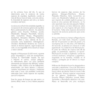 36
en las primeras horas del día, lo que es
determinante para la existencia de ciertas
especies de orquídeas. Igualmente, cuando se
trata de flancos hacia el oeste, como de umbrías,
la diversidad de especies será otra y es bueno
considerar este factor.
Larutaesunaconfusióndevariedadesvegetales.La
incorporación de numerosos géneros de orquídeas
llama poderosamente la atención. Se presentan
géneros como Encyclia, Ponthieva, Lycaste,
Masdevallia, Telipogon, Pleurothallis, Govenia,
Stelis, Cyrtochilum, Brassia, Phragmipedium,
Epistephium, Stenoptera, Elleanthus, Habenaria,
Sobralia, Bletia y otros, además de los ya
conocidos como Epidendrum, Odontoglossum,
Oncidium, MaxillariaA, ltensteinia, etc. Como es
natural, en diversas especies, según la época de
visita, es una inagotable vitrina natural con mayor
o menor colorido.
Llegado a Wiñaywayna (2,650 msnm), siguiente
grupo arqueológico y zona de acampamiento,
concluye la “interminable” bajada. De aquí
a lntipunku el camino, aunque peligroso,
es relativamente plano con poca pendiente
atravesando por bosques más definidos, tupidos,
húmedos y altos; distintos a los de Sallaqmarka,
entrecortados, por claros abiertos y calurosos,
cubiertos mayormente por arbustos y herbáceas
entre suelo y rocas, que posibilitan condiciones
adecuadas para ciertas especies de orquídea,
que así lo requieren.
Entre los grupos de bosque por este sector y a
distinta altitud, tienen su único hábitat pequeños
bancos de especies algo escasas de los
géneros Telipogon,Maxilliaria, Brassia,
Platystele, Elleanthus, Stelis, Cyrtochilum, así
como una Masdevallia hallada por el autor,
que requiere de cuidado explícito porque no
existe en otros sectores del Santuario, no ha
sido reportada fuera de este pequeño hábitat;
así como tampoco se tiene referencias sobre
esta especie en otros lugares del país hasta
el momento. Todas estas especies obviamente
requieren de exclusiva protección para evitar
su pérdida.
A muy corta distancia y tiempo se llega al punto
llamado, con toda razón, lntipunku o puerta
del Sol. El panorama se abre de pronto y la
recompensa de 3 o más días y 45 kilómetros
de recorrido, se plasma con creces en un sólo
espectáculo: la ciudad Inca de Machupicchu.
El sueño de millones de viajeros está allí de
golpe, sin preámbulos, repentino, sin opción.
Machupicchu en todo su esplendor, sumido en
suntuoso escenario, vertiginoso y gigantesco,
engastado en la montaña, hundido en el
tiempo y protegido por el silencio su mayor
cómplice.
Millones de tillandsias forran los despeñaderos
verticales y desafiantes. Cerca de 500 metros
de ladera continua se proyecta hacia abajo en
franca oferta de plantas hasta la misma orilla
del Vilcanota; diversas especies mayormente
de los géneros Epidendrum, Sobralia,
Encyclia, Pefexia, Elleanthus, Lycaste, Bletia,
Spiranthes y Pfeurothallis destacan a la vista.
Abajo se desarrolla otro piso ecológico
 