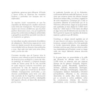 37
igualmente, generoso pero diferente. Al fondo
y hacia arriba se observan las montañas
azulinas y profundas con bosques aún no
explorados.
Se requiere insistir nuevamente en que las
orquídeas de Machupicchu resultan atractivas
como tema de investigación. No tanto porque
vayan a ser únicas o endémicas, que muy bien
podrían darse estos casos, sino principalmente
porque las condiciones ecológicas ambientales
y geográficas posibilitan que estén reunidas en
un muestrario sui géneris.
La naturaleza resuelve sabiamente el problema
de adaptación. Muchísimas especies en corto
tramo en rápida sucesión de ecosistemas, con
comunidades bióticas diversas intercambiantes
y ricas. Aquí está casi todo junto entre clima,
suelo y zonas de vida.
Conviene recordar que el Camino Inca lo
tomamos como referencia para la observación
de diversos pisos ecológicos y zonas de vida;
sin embargo, el inmenso y compacto bosque
visible en buena parte de la ruta esconde
en cada resquicio inclusive microclimas que
condicionan la vida de especies propias.
Este hecho sugiere la conveniencia de hacer
múltiples investigaciones zonificadas y con
diversas posibilidades para tener una idea
más acertada de la magnífica conformación
y oferta para el mundo científico indesligable
del aspecto cultural y el desarrollo alcanzado
por los incas.
La quebrada formada por el río Aobamba,
conformante del límite oeste del Santuario, es una
zona que conserva tramos de valiosos bosques
diversos en ambas orillas, con climas y vegetación
de suma importancia. Constituye por sí solo un
ecosistema diferente al conformado por el río
Vilcanota o el Kusichaca. Según se va recorriendo
esta quebrada se baja desde los 3,400 msnm
hasta los 1,650 msnm (1,750 metros de altitud
en algo menos de 20 kilómetros de recorrido). Es
fácil suponer la riqueza de orquídeas de diversas
especies y géneros que allí habitan.
Constituye un refugio natural regulado por el
río que discurre con pocos inconvenientes, muy
torrentoso, siempre cristalino y frío. Esta quebrada
no brinda mayormente playas, sino pequeñas
lomadas continuas que si bien por ahora no están
muy impactadas por el hombre, corren un riesgo
cada vez mayor debiendo temerse aluviones
repentinos:
En la parte baja, en proximidades a la orilla
del Vilcanota en altitudes entre 1,650 a
2,300 msnm se observan esta vez especies
diversas de los géneros Trichopilia, Anguloa,
Maxillaria Lycaste, Pleurothallis, Epidendrum,
0ichaea, Sobralia, Masdevallia, Stanhopea,
Brassia, Erithrodes, Schomburgkia, Scelochilus,
Cyrtopodium, Xylobium, Barbasella y Oncidium
principalmente, diferentes a las anteriores
observadas en partes altas. Estas especies,
por su cercanía a centros poblados, sufren
las consecuencias directas de factores
perturbadores como incendios, deforestación,
 