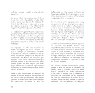 38
maltrato, saqueo, erosión y degradación
paulatina.
Las zonas más o menos cercanas a la línea
férrea han sido depredadas desde hace
mucho, sobre todo durante los trabajos de
tendido de rieles; esto se observa a lo largo
del recorrido ferroviario dentro del Santuario,
mayormente en la margen derecha del río.
Los árboles se refugian en lugares inaccesibles
y se propagan generalmente aquellas especies
menos maderables y de fácil recuperación
que han ocupado los espacios perdidos por
las otras al haberse alterado las condiciones
en su entorno natural; lo mismo ocurre con las
herbáceas.
Las orquídeas en este caso subsisten en
nichos ecológicos de difícil acceso, sin
que se detenga su crecimiento; habiendo
la posibilidad futura de restablecerse en las
áreas impactadas siempre que mejoren las
condiciones. Un banco de Sobrolias, por
ejemplo, puede haber sido reemplazado por
Lycastes, debido a que el hábitat de estas
últimas puede ser más amplio, por tener
mayor tolerancia a los cambios, o por haberse
presentado las condiciones para este género
debido al cambio.
Frente a estas alteraciones, por ejemplo, la
semilla de muchas especies de orquídeas al
ser transportadas por el viento, sólo podrán
germinar en nichos o en áreas que contengan
las condiciones requeridas y, éstas se
hallan cada vez más escasas o distantes de
la zona perturbada. En el transcurso de pocos
años, algunas especies corren el lamentable
riesgo de perderse en esta zona.
En el Santuario existen especies nuevas y muy
escasas, tanto así, que predisponen a suponer
que las zonas no se evaluaron exhaustivamente
o no se tuvo la oportunidad de hallarlas en
floración. Puede especularse entonces que se
trate de algunas recién llegadas por acciones
naturales, o son de las últimas que aún
superviven; como las que se reportaron, hace
muchos años y después se dieron por perdidas.
Hay una lamentable lista de ellas.
Así también se encuentran numerosas especies
de orquídeas con hábitat diversos pero
dependientes de ecosistemas muy estrictos, que
no toleran cualquier variación o alteración en
cuanto al clima, humedad o sequedad, más
allá de los rangos permisibles por su propia
biología o fisiología, incluso leves cambios en
las relaciones ecológicas son suficientes para
comprometer seriamente la supervivencia entre
los factores limitantes.
Un incendio acarrea consecuencias graves
porque a más de eliminar la existencia de
plantas, flores y animales diversos en forma
directa, perjudica de modo determinante
a las aves e insectos que se alimentan y
participan la polinización de las orquídeas
en particular alterando así la cadena trófica;
seca las fuentes de agua, reduce la humedad
ambiental y del suelo generando una peligrosa
 