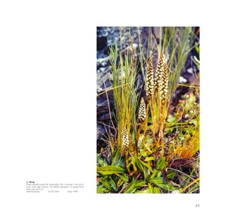 43
1.- Aa sp.
Planta pequeña propia de zonas altas, frías y ventosas; crece en el
suelo suave algo arenoso. De hábitat restringido. La espiga floral
mide cerca de 6 cm.
Warmiwañusqa 4,250 msnm mayo 1990
 