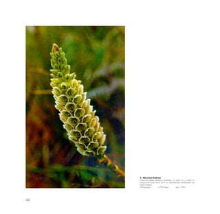 44
2.- Altensteinia fimbriata
Crece en lugares abiertos y soleados; en suelo rico y suelto; la
mazorca flor mide cerca de l0 cm sobresaliendo vistosamente. De
amplio hábitat.
Wiñaywayna 2,700 msnm junio 1990
 