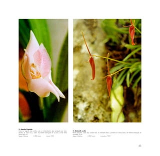 45
3.- Anguloa Virginales
Crece en lugares bajo sombra rala o al descubierto algo protegida por otras
plantas; en suelo rico y suelto. De hábitat restringido en lo zona. La flor mide
cerca de 6 cm.
Aguas Calientes 2,200 msnm marzo 1990
4.- Barbosella cuculla
Planta pequeña; crece bajo sombra rala, en ambiente fresco; prendido en ramas bajas. De hábitat restringido en
el ámbito. 3 cm.
Aguas Calientes 2,300 msnm noviembre 1995
 