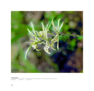 46
5.- Brassia aurorae
Crece en suelo suave y rico; en lugares con sombra rala y alta; de hábitat restringido en el Santuario. Cada flor mide cerca de 5 cm.
Wiñaywayna 2,400 msnm octubre 1993
 