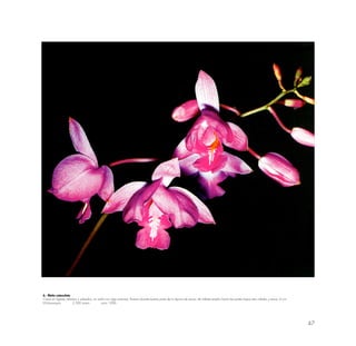 47
6.- Bletia catenulata
Crece en lugares abiertos y soleados; en suelo rico algo arenoso; florece durante buena parte de lo época de secas; de hábitat amplio hacia las partes bajas más cálidas y secas. 6 cm.
Wiñaywayna 2,300 msnm junio 1996
 